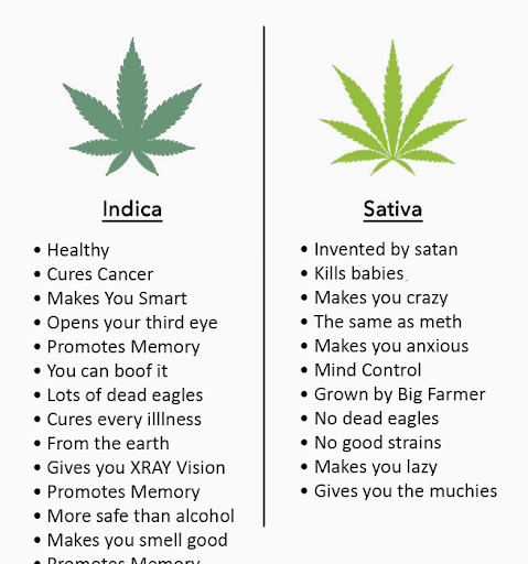 The Real Story of Sativa vs Indica - The Cannabis Theory